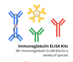 Immunoglobulin ELISA Kit : we have 58 products