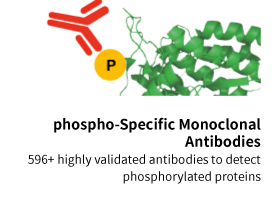 Phospho-Specific Monoclonal Antibodies : we have 596 products